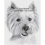 (image for) Buster the Westie